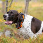 Que faut-il savoir sur les colliers GPS pour chiens de chasse ?