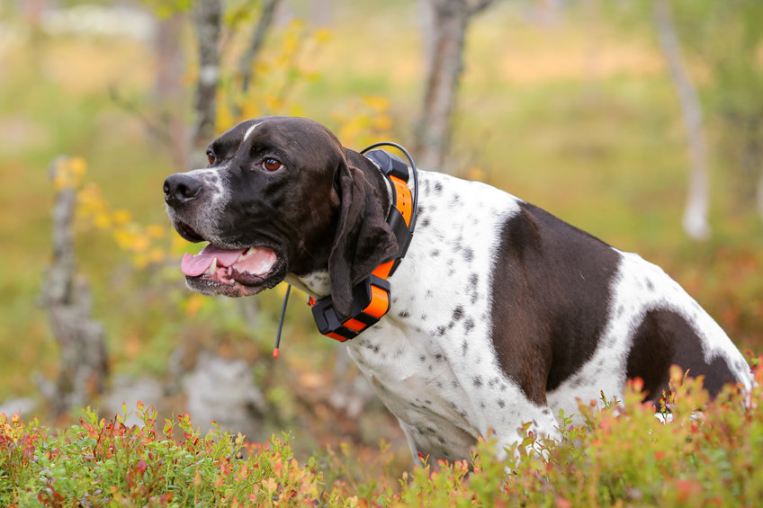 colliers GPS pour chiens de chasse