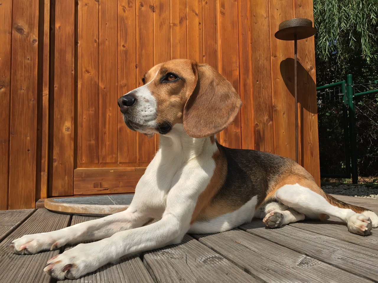 beagle chien de chasse