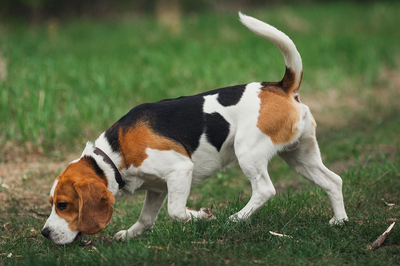 chien de chasse beagle