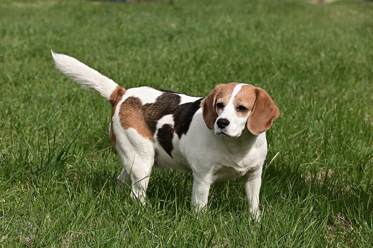Pourquoi choisir un beagle pour la chasse?