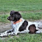 Maladie d'Aujeszky : cette nouvelle maladie tue des chiens de chasse en Dordogne. Comment protéger votre compagnon de chasse ?
