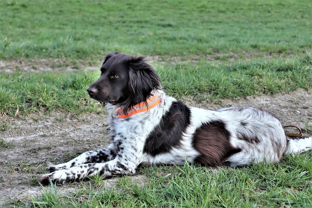 Maladie d’Aujeszky : cette nouvelle maladie tue des chiens de chasse en Dordogne. Comment protéger votre compagnon de chasse ?